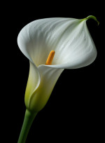 Bereavement Services